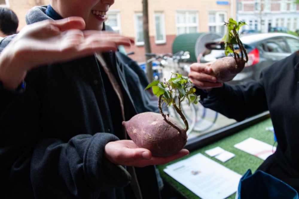 People holding sprouting sweet potatoes