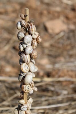 A Dry Branch Covered in Snails, featured image in this editorial about the month's theme: Infrastructures of relation.